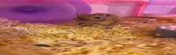 Gerbil rodents for sale: Two Female Gerbils for sale in Bristol - Advert 1
