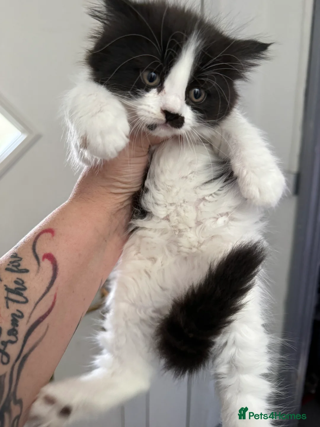 Ragcoon cats for sale: RAGCOONS  - Advert 7