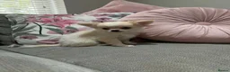 Chihuahua dogs for sale: Outstanding Long Coat Males in Washington - Advert 13
