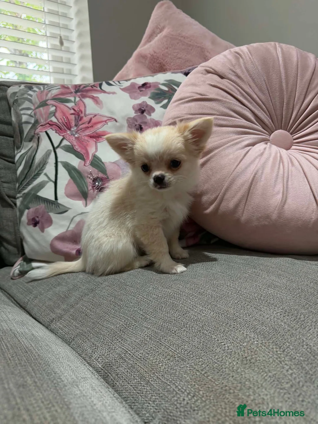 Chihuahua dogs for sale: Outstanding Long Coat Males in Washington - Advert 13