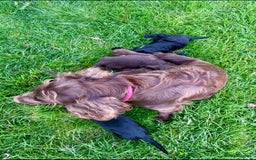 Cocker Spaniel dogs for sale: Ready Now - Wonderful Cocker Spaniels - Advert 11