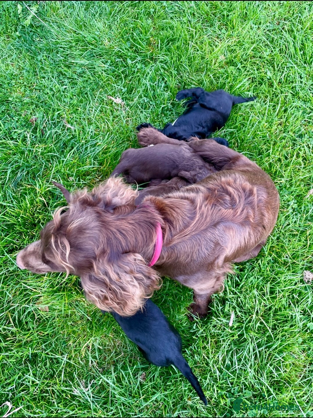 Cocker Spaniel dogs for sale: Ready Now - Wonderful Cocker Spaniels - Advert 11