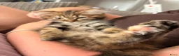 Mixed Breed cats for sale: 2 female cats   in Rotherham - Advert 5