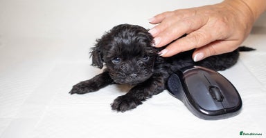 Mixed Breed dogs - Advert 3