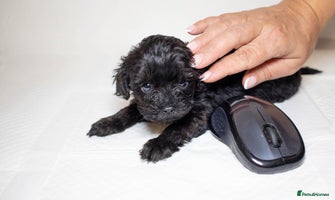 Mixed Breed dogs - Advert 3