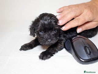 Mixed Breed dogs - Advert 2