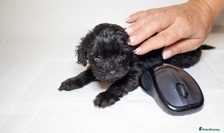 Mixed Breed dogs - Advert 5