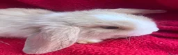 Mini Lop rabbits for sale: Mini lop bunnies  - Advert 3