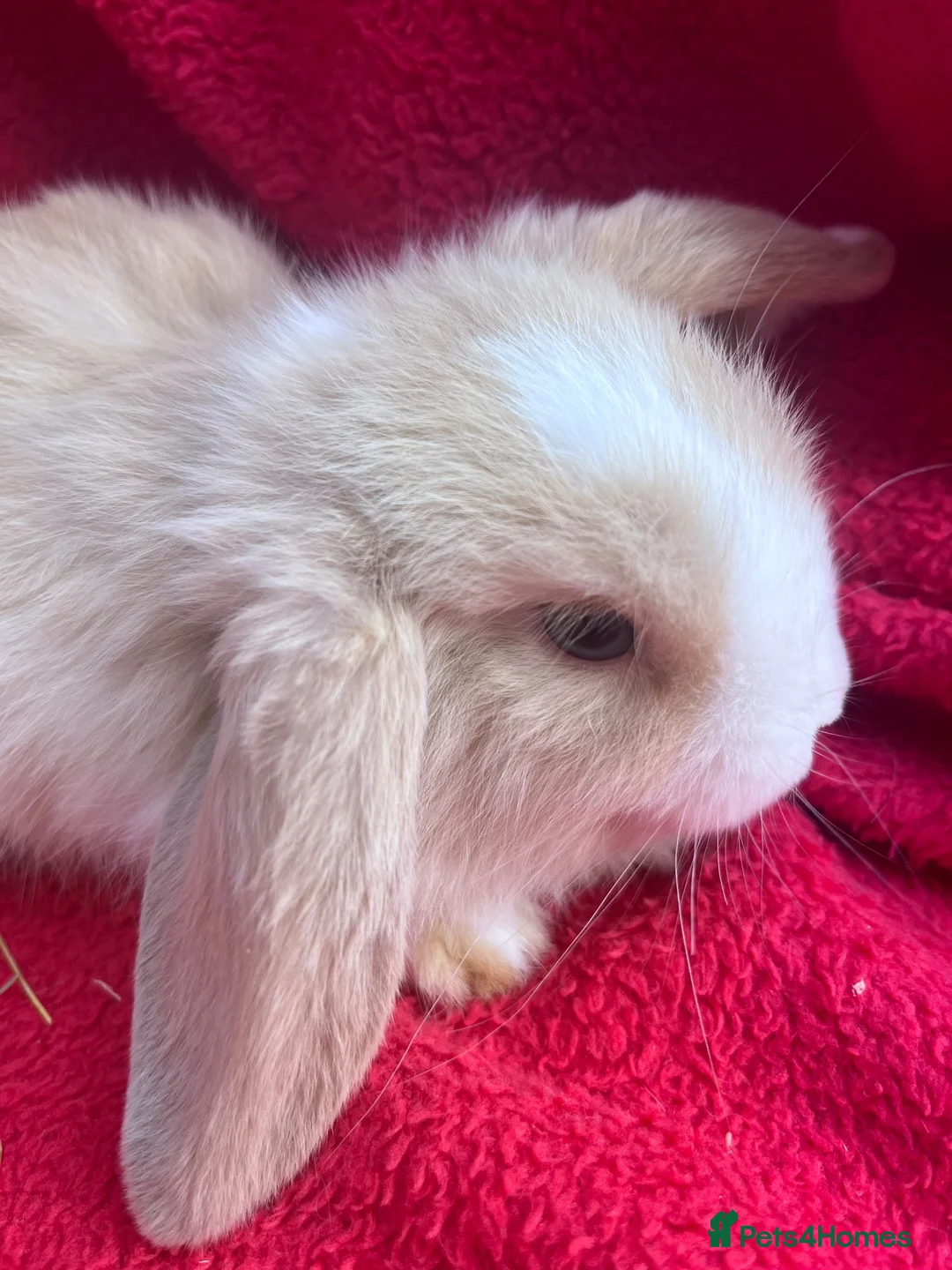 Mini Lop rabbits for sale: Mini lop bunnies  - Advert 3