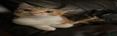 Poopoo