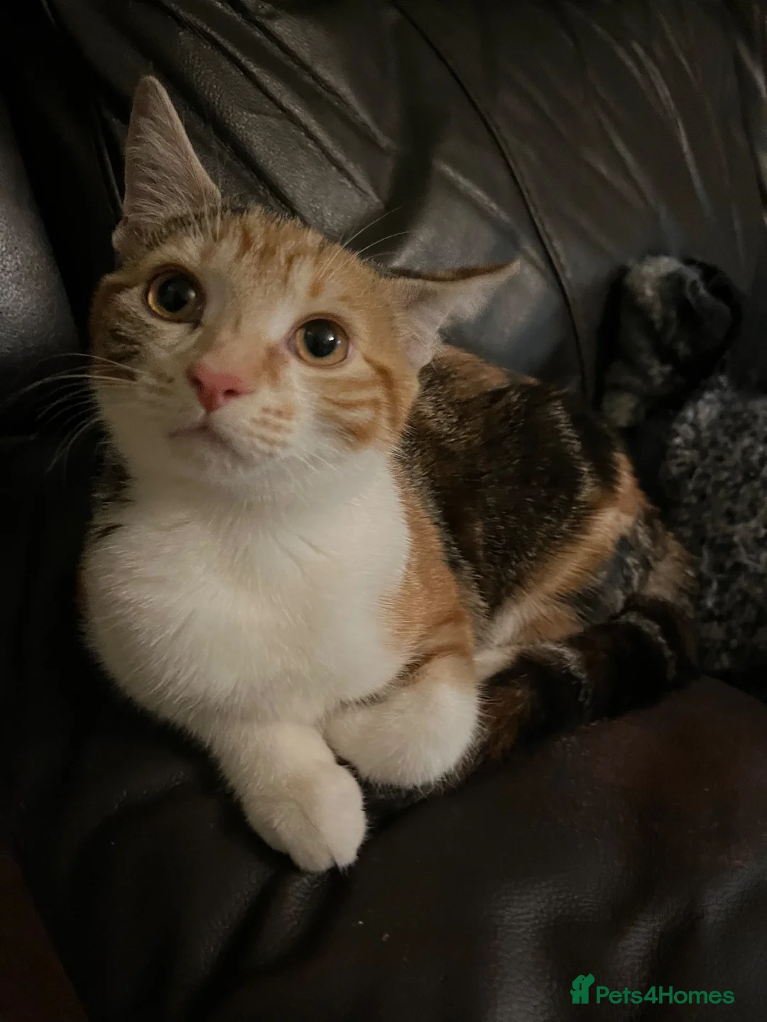 British Shorthair cats for sale: 2 year old Calico - Advert 1