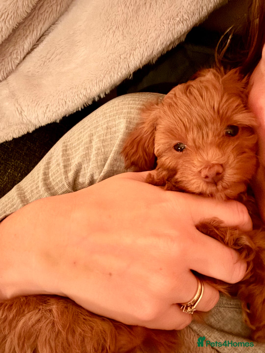 Maltipoo dogs for sale: Rare Red F1B Maltipoo Puppies - Advert 13