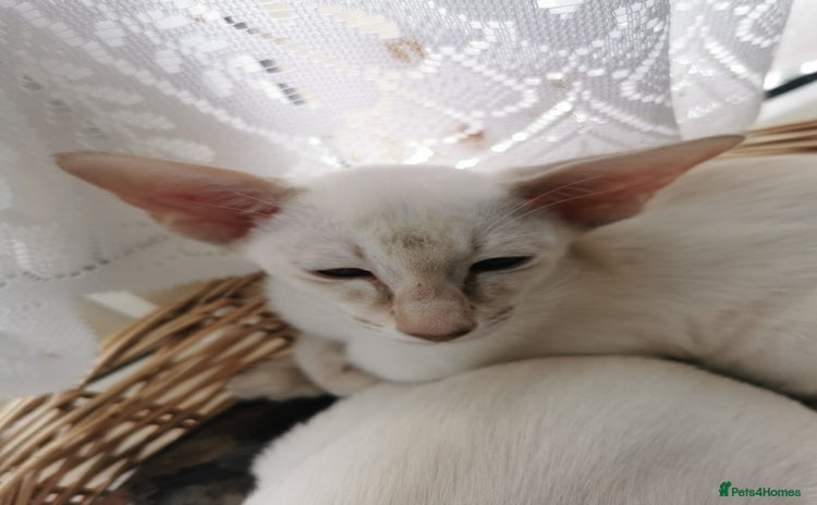 Siamese cats - Advert 1
