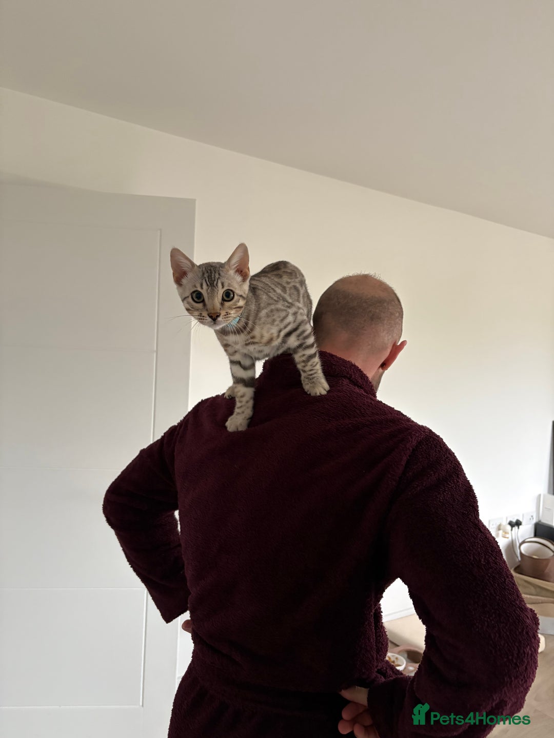 Bengal cats for sale: Loving Home Wanted for Male Bengal – Theo  - Advert 9