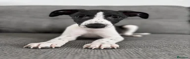 Whippet 1