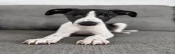 Whippet dogs for sale: TWO STUNNING BLACK & WHITE BOYS  in Worcester - Advert 4