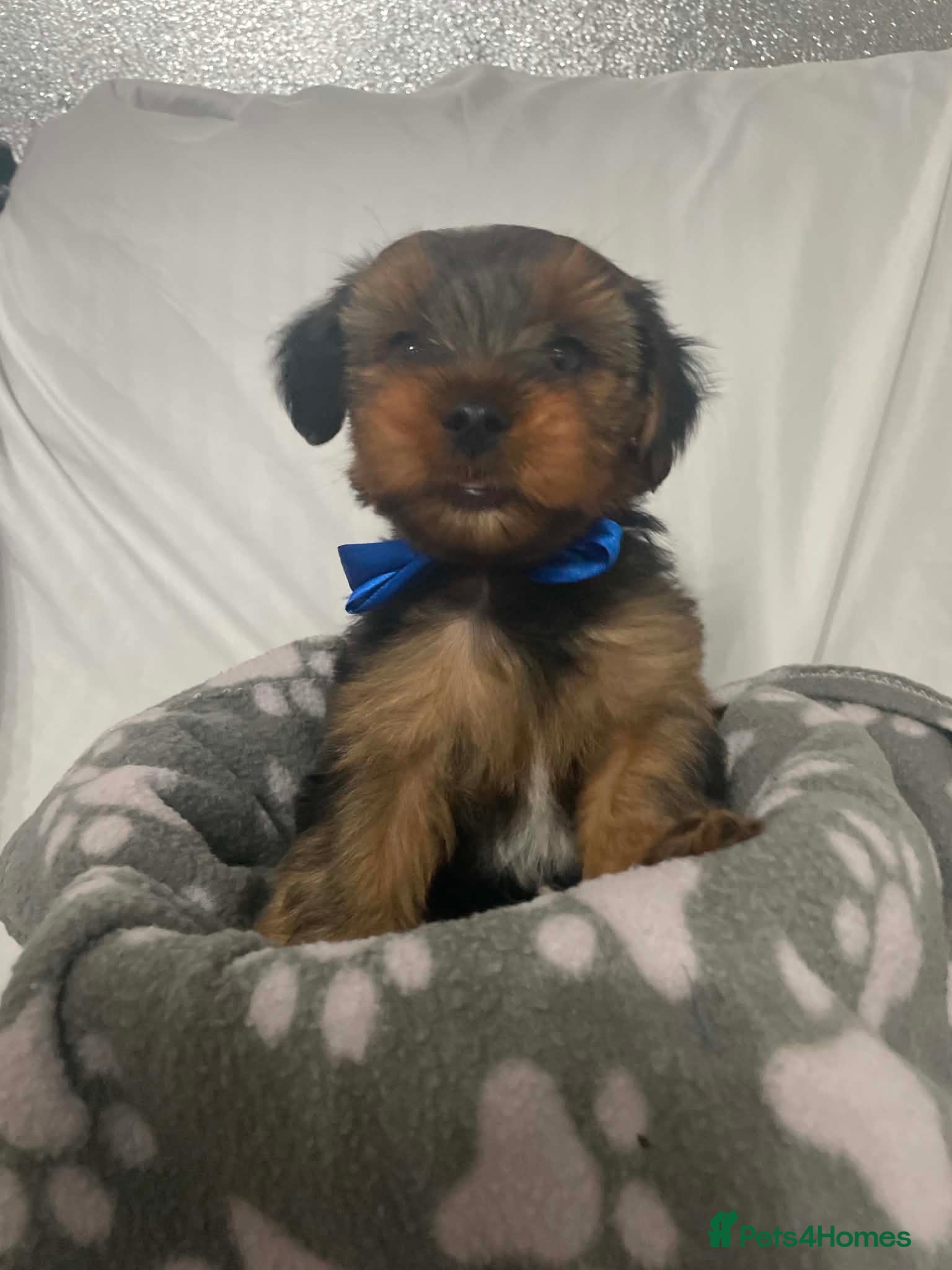 Yorkshire Terrier dogs L@@k 2 beautiful Yorkshire terrier puppies 4 sale - Advert 1