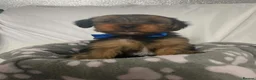 Yorkshire Terrier dogs for sale: L@@k 2 beautiful Yorkshire terrier puppies 4 sale - Advert 1