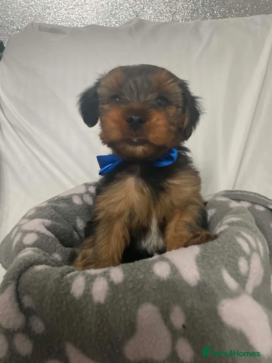 Yorkshire Terrier dogs for sale: L@@k 2 beautiful Yorkshire terrier puppies 4 sale - Advert 1