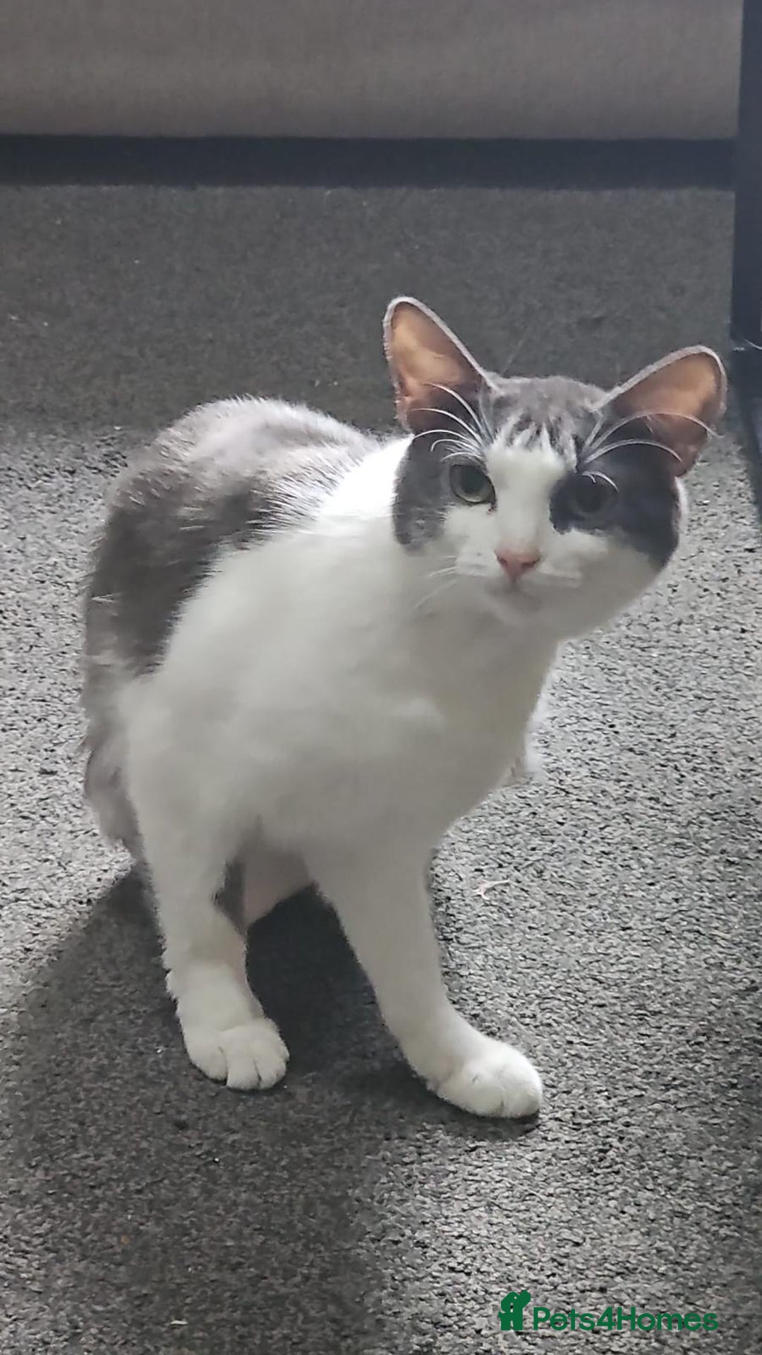 Mixed Breed cats for sale: Cats and Kittens Free - Image 7