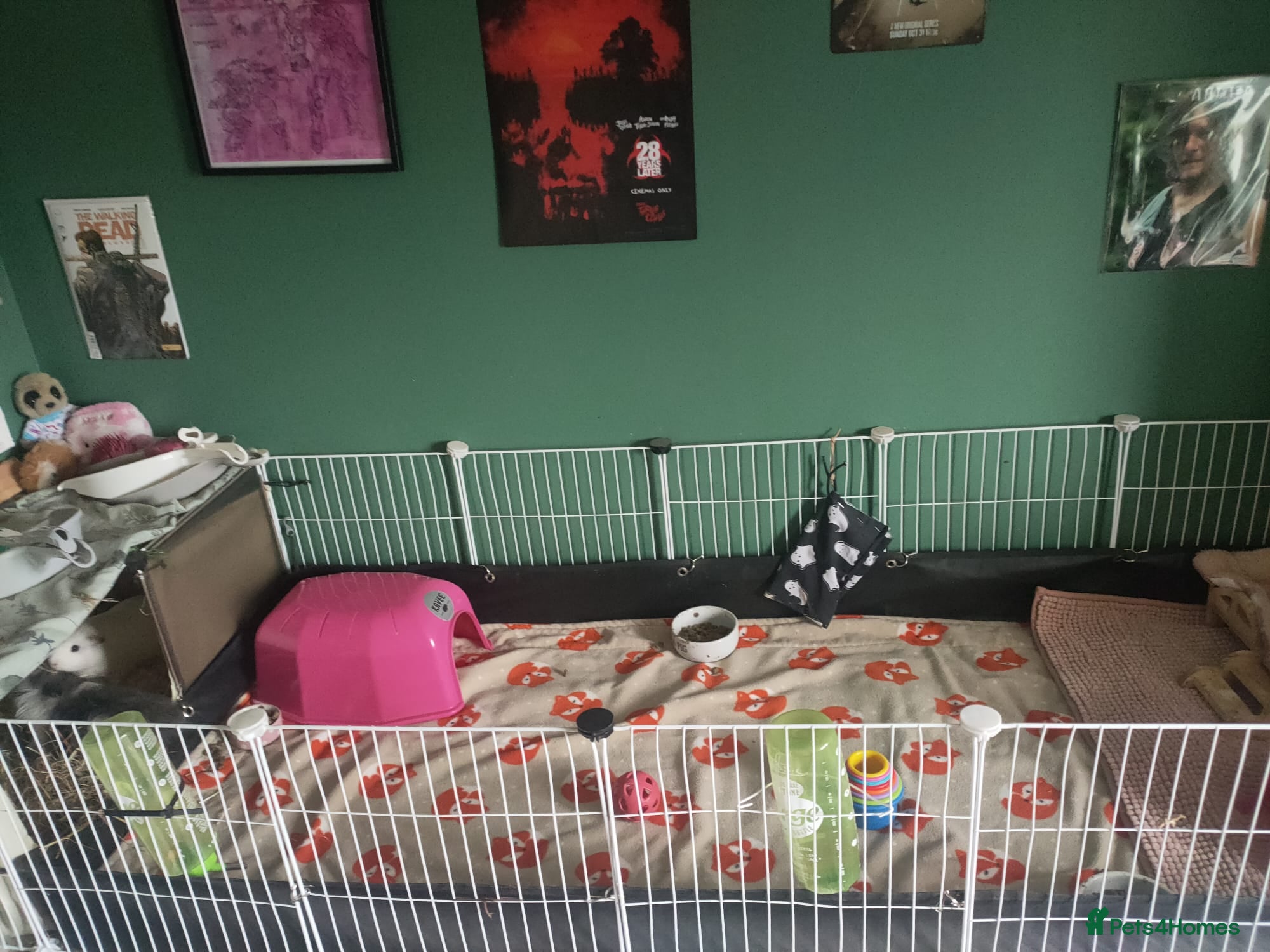 Guinea Pig rodents Trio of sow guinea pigs. Please read description. - Advert 1