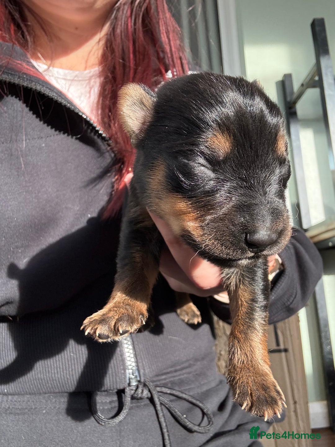 Mixed Breed dogs for sale: Shepweiler Puppies (GSD x Rottie) - Advert 13