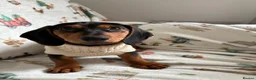 Dachshund dogs for sale: Woody - 4.5 months old. Male.  - Advert 4