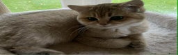 British Shorthair cats for sale: beautiful nature Golden BSH boys  - Advert 8