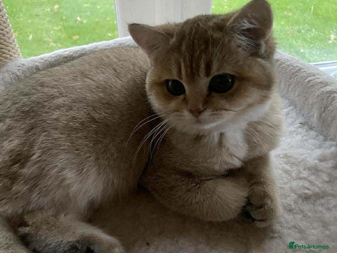 British Shorthair cats for sale: beautiful nature Golden BSH boys  - Image 6