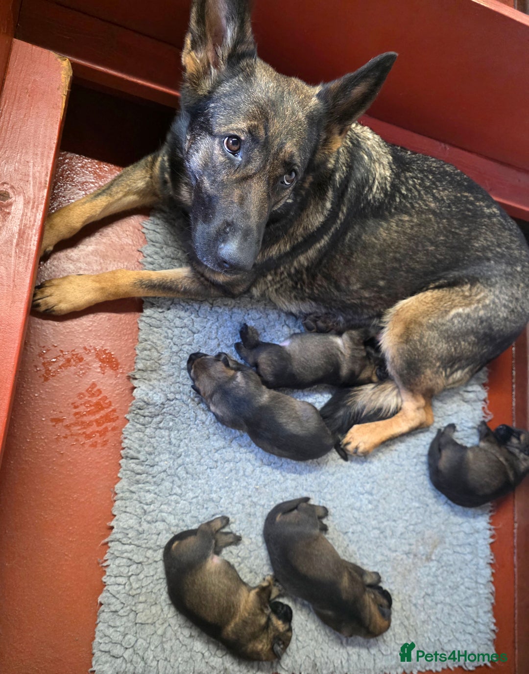 German Shepherd dogs for sale: Superb Working Line German Shepherds  - Advert 8