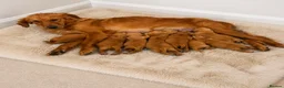 Golden Retriever dogs for sale: READY NOW* KC Dark Golden Retrievers 🧬 - Advert 9