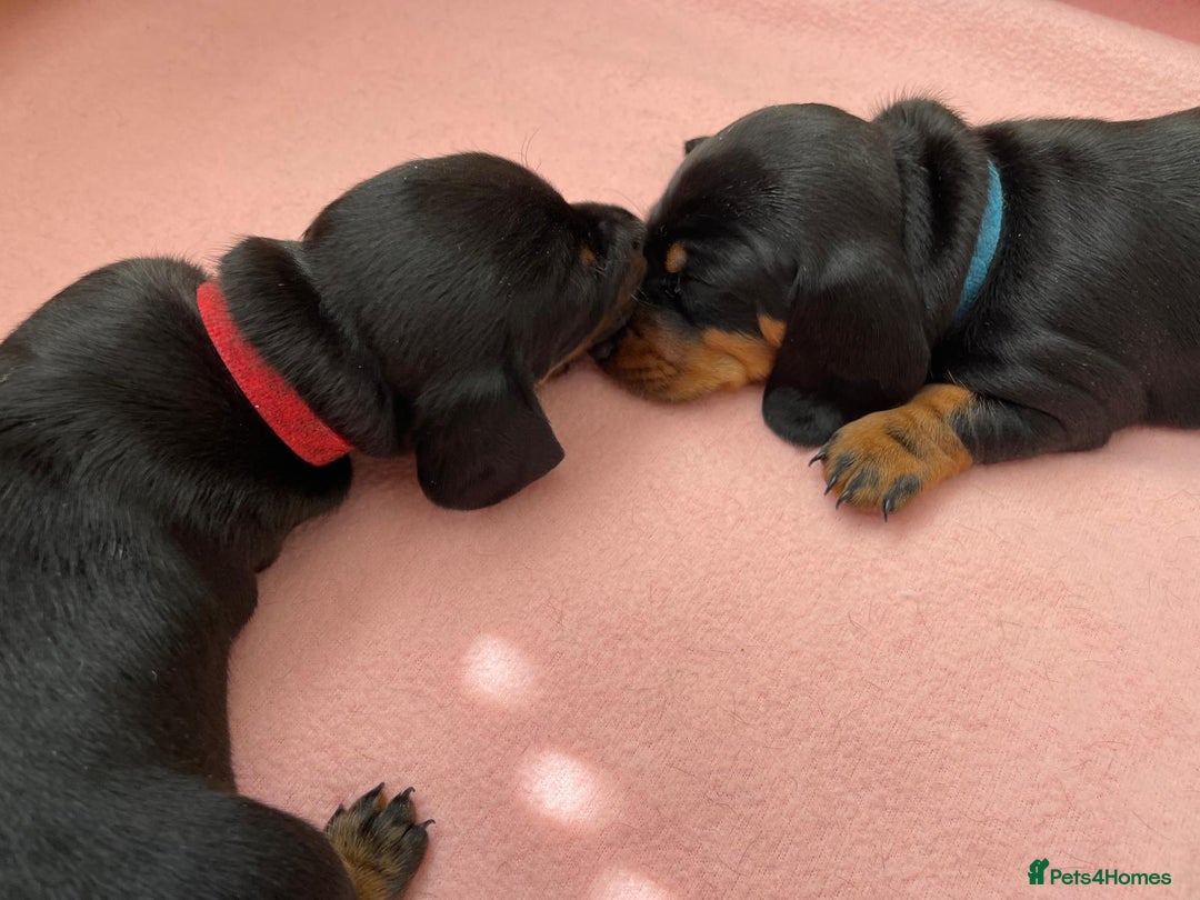 Miniature Dachshund dogs for sale: Miniature Dachshund Puppies   in Pontefract - Image 14