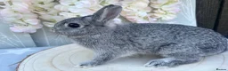 Netherland Dwarf rabbits for sale: Netherland dwarfs 👀🏡 5⭐️ only  - Advert 5