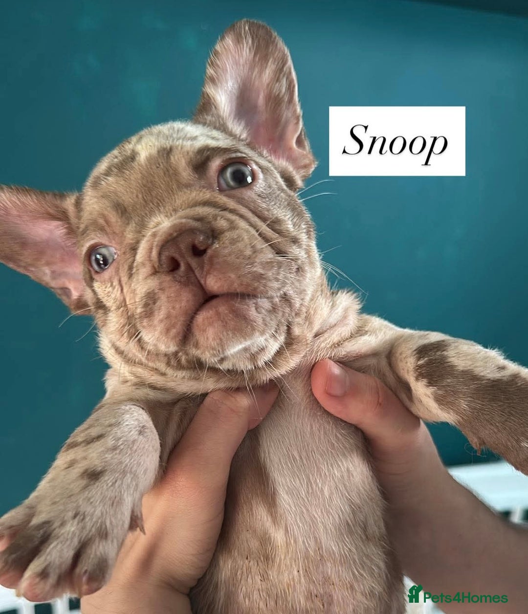French Bulldog dogs for sale: French bulldogs LAST ONE !  - Image 6