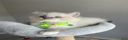 Ragdoll cats for sale: GCCF ragdoll kittens for sale - Advert 20