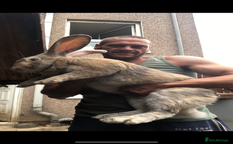 Continental Giant rabbits - Advert 5
