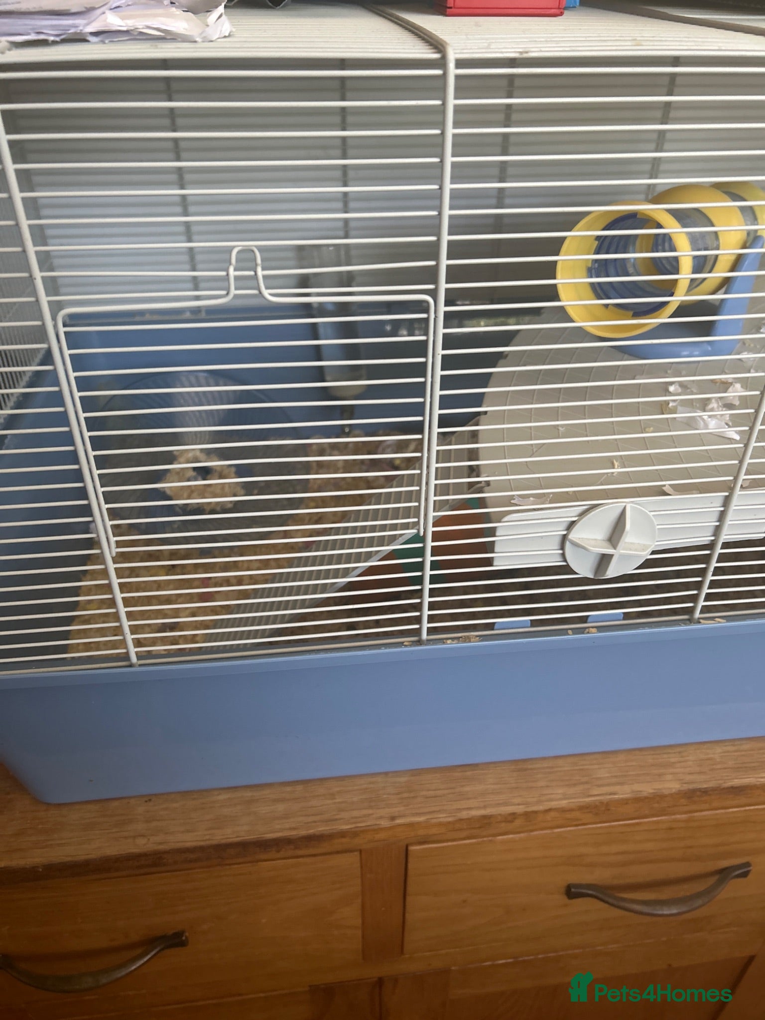 Hamster rodents Hamster to good home  - Advert 1