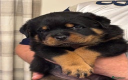 Rottweiler dogs for sale: World class KC male Puppy available  - Image 7