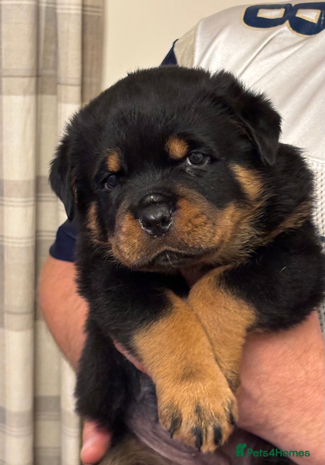 Rottweiler dogs for sale: World class KC male Puppy available  - Image 7
