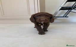 Sprocker dogs for sale: Last 2 girls available chocolate Sprockers - Image 23