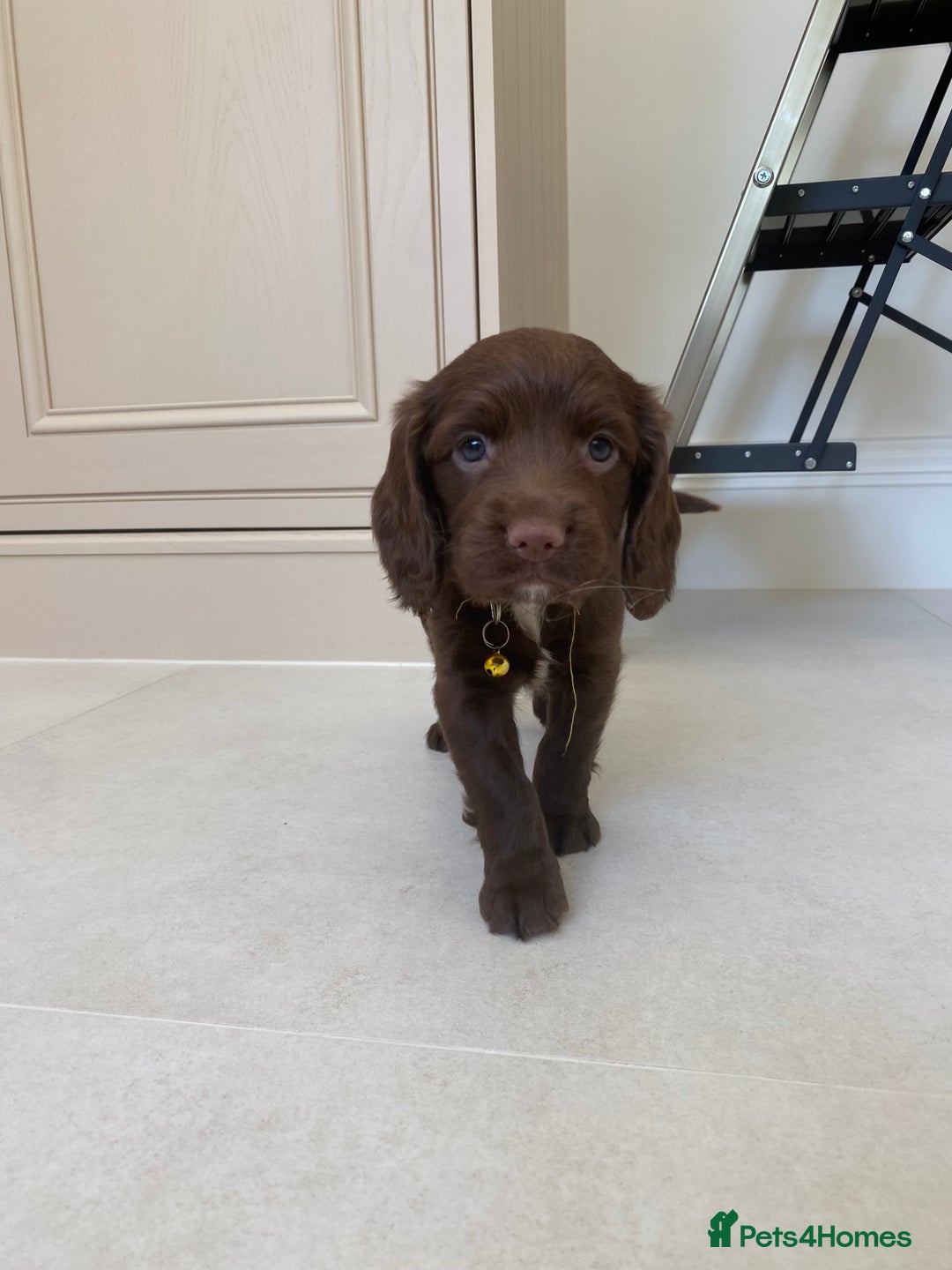 Sprocker dogs for sale: Last 2 girls available chocolate Sprockers - Image 23