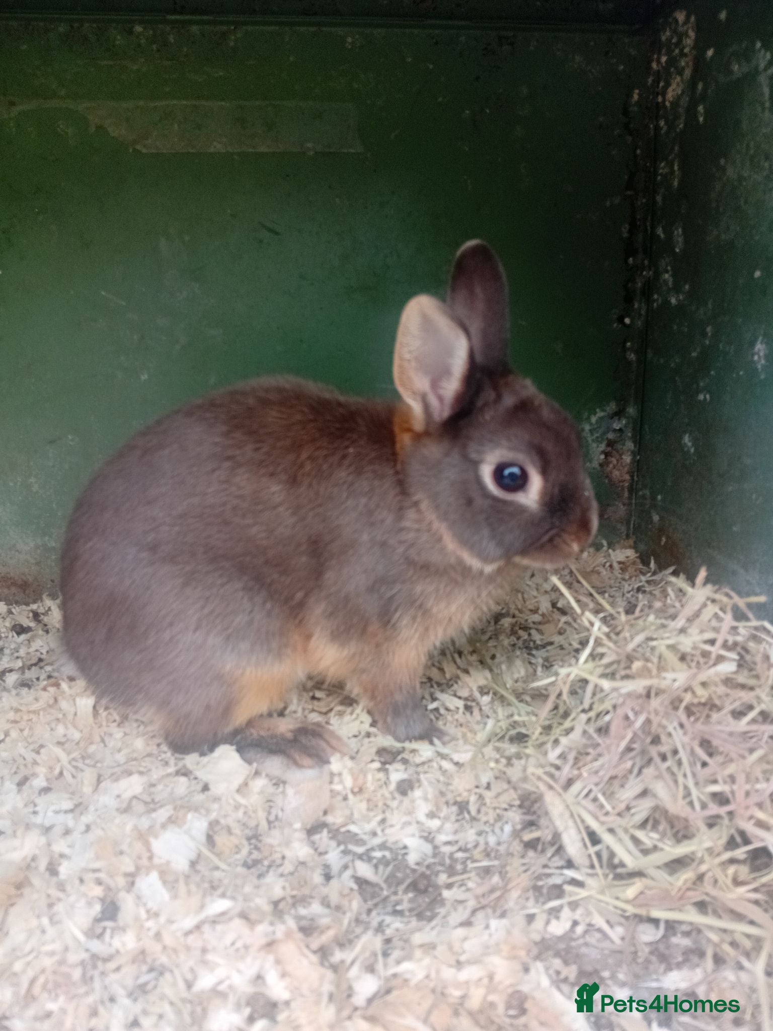 Netherland Dwarf rabbits Netherland dwarfs  - Advert 1