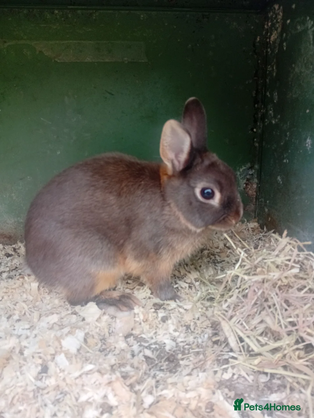Netherland Dwarf rabbits for sale: Netherland dwarfs  in Wigan - Advert 1