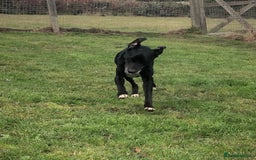Mixed Breed dogs for adoption: Milo, lab cross in need of new loving home - Image 5