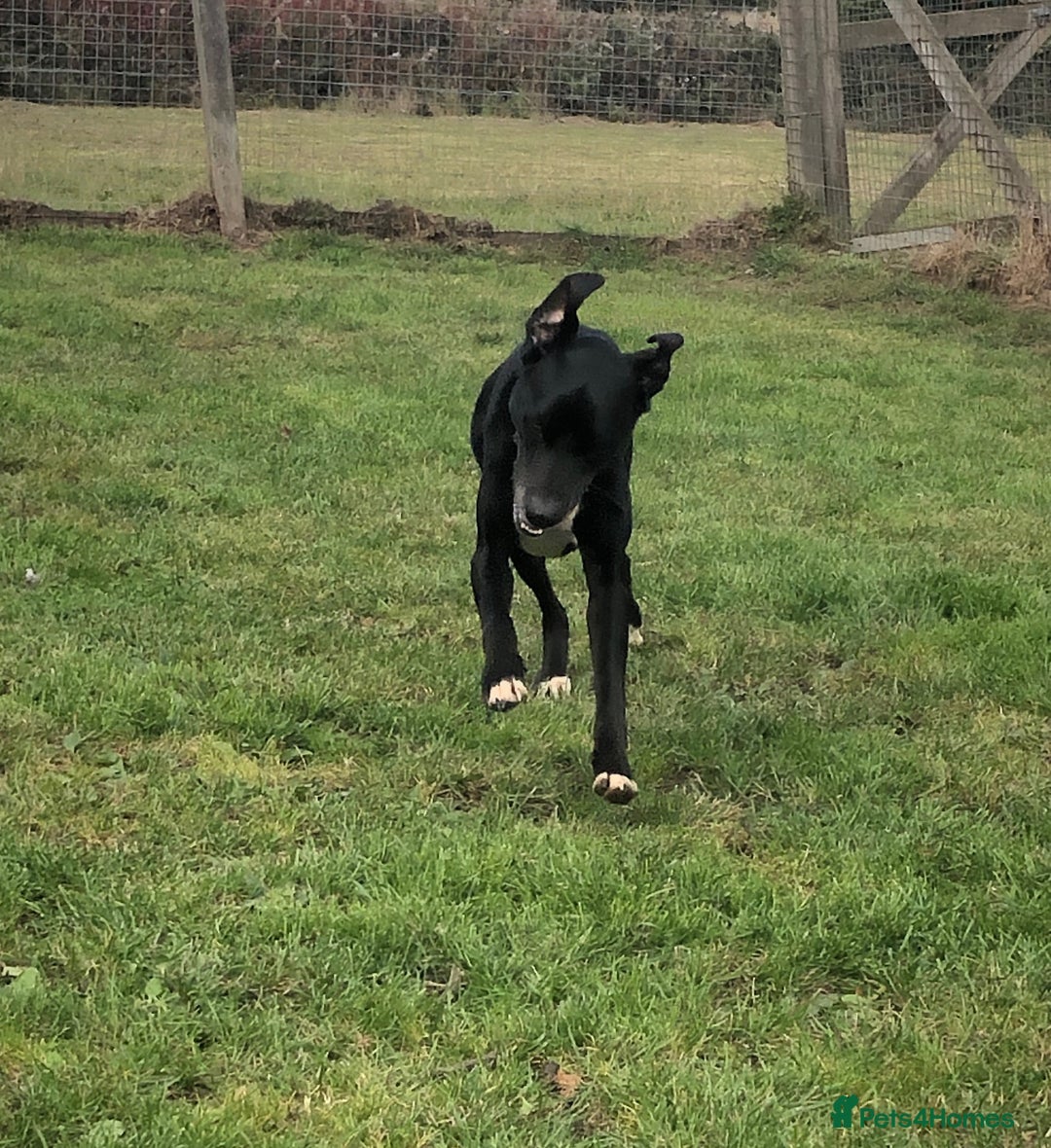 Mixed Breed dogs for adoption: Milo, lab cross in need of new loving home - Image 5