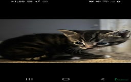 British Longhair cats for sale: 4 beautiful kittens looking for forever homes - Image 5