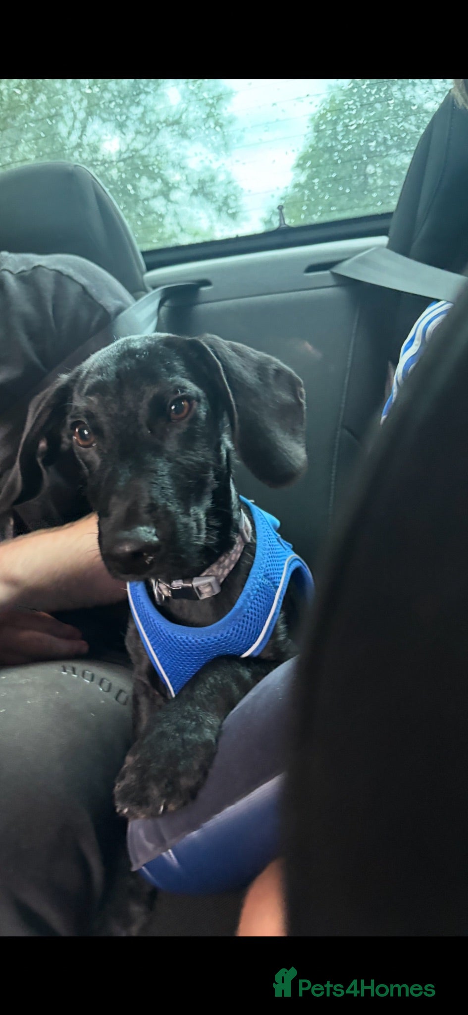 Mixed Breed dogs Handsome boy - Advert 4