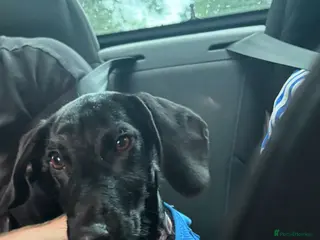 Mixed Breed dogs Handsome boy - Advert 4