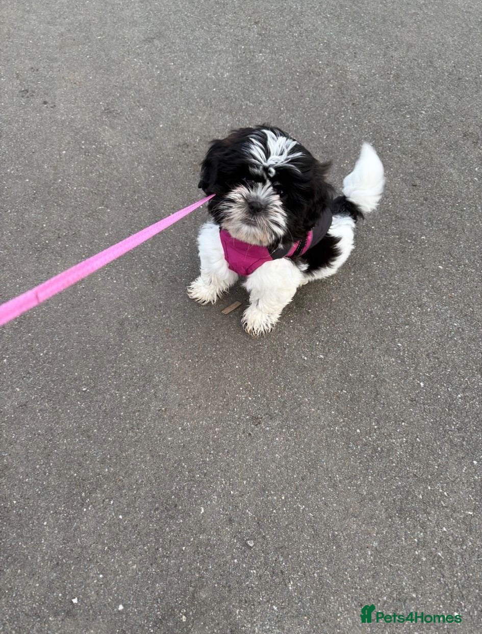 Shihpoo dogs Shih-poo - Advert 2