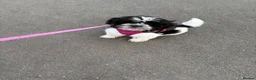 Shihpoo dogs for sale: Shih-poo in Burnley - Advert 1